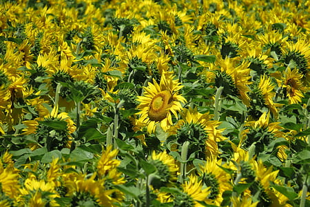 sunflowers at daytime thumbnail
