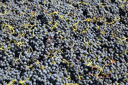 pile of grapes thumbnail