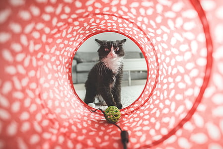 tuxedo cat looking on green plastic ball in agility tunnel thumbnail