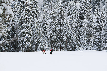two person standing on snow field behind pine trees during winter season thumbnail
