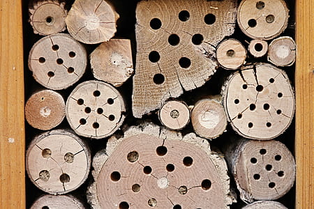 brown trunks thumbnail