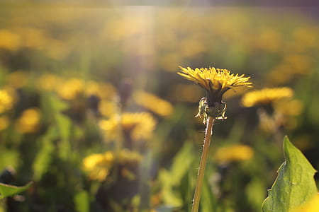 yellow dandelion flower thumbnail