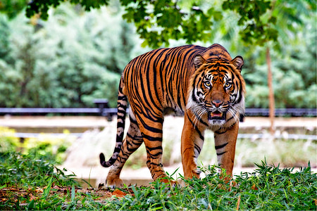 tiger standing on green grass during daytime thumbnail