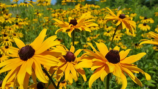 bed of yellow petaled flowers in bloom thumbnail