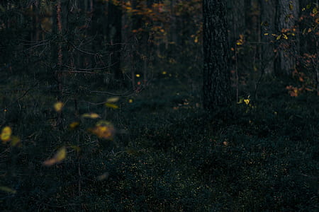 trees on grass field thumbnail