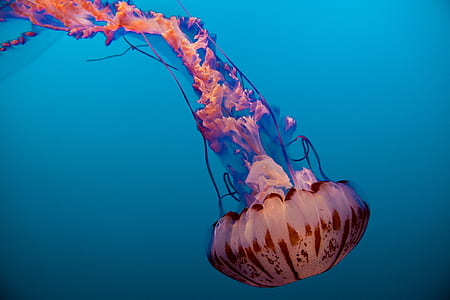 pink jellyfish thumbnail
