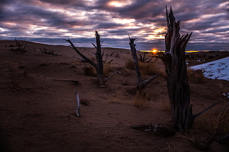 bare trees in brown grass field during golden hour thumbnail
