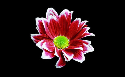 red petaled flower thumbnail