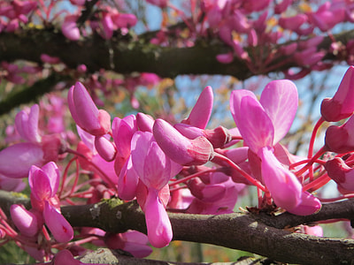 Cercis Siliquastrum, Judas Tree thumbnail