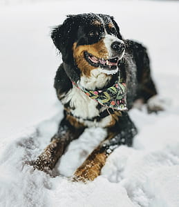 Bernese mountain dog on snowfield thumbnail