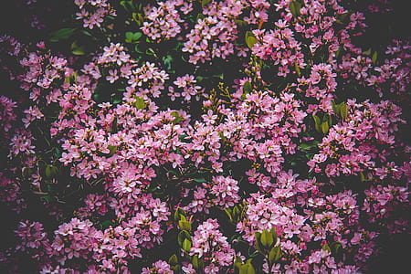Pink Flower Field thumbnail