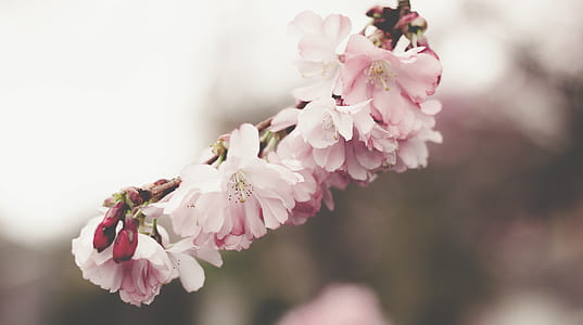white-and-pink flowers thumbnail