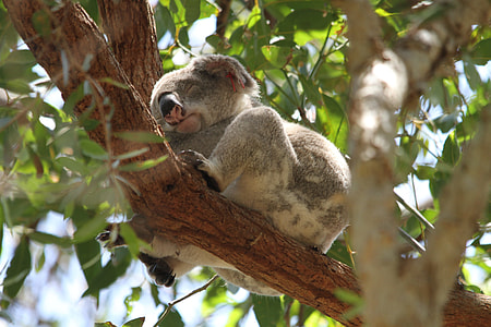 grey Koala on tree branch thumbnail