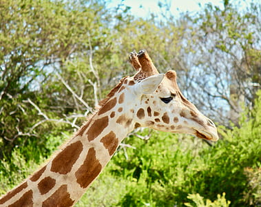 white and brown giraffe near green trees at daytime thumbnail