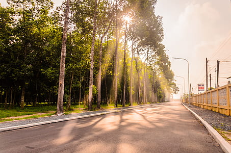 road beside trees and brown metal fence thumbnail