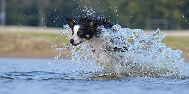border collie running on body of water during daytime thumbnail