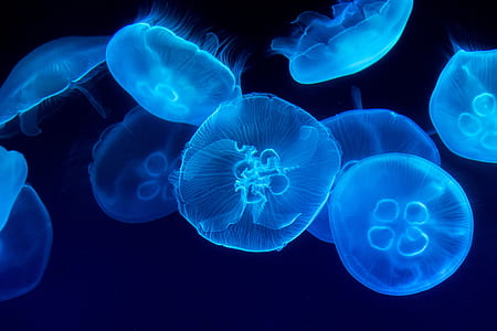 Jellyfish thumbnail