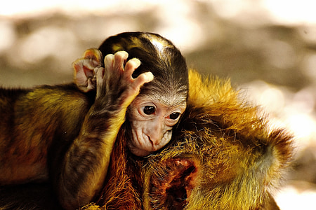 selective focus photography of monkey thumbnail