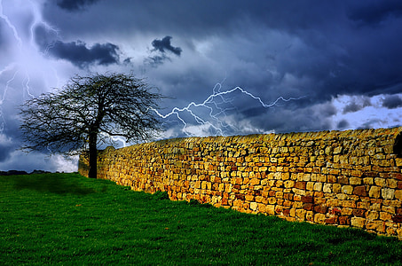 leafless tree beside wall thumbnail