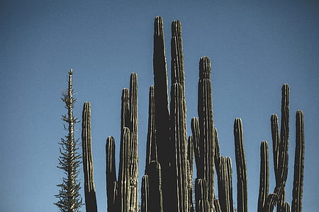 focus photo of green saguaro cactus thumbnail