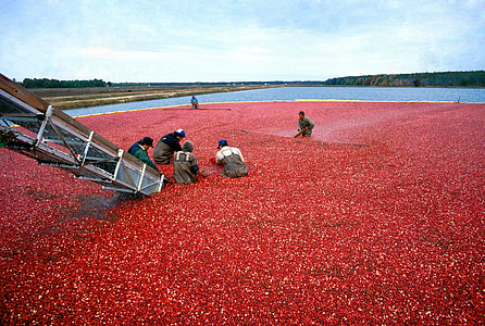 people on red flower field across body of water during daytime thumbnail