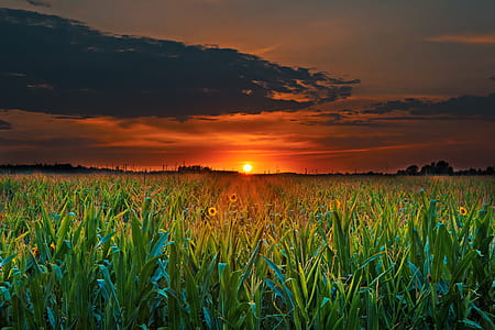 green leafed plant field during sunset thumbnail