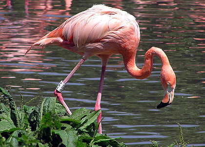 flamingo on body of water thumbnail