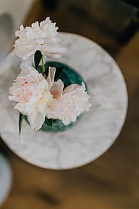 Peony flowers in vase thumbnail