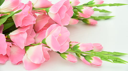 Shallow Focus Photography of Pink Flowers thumbnail