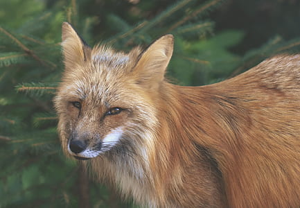 shallow focus photography of brown fox thumbnail
