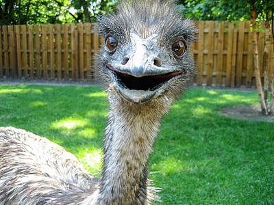 brown ostrich thumbnail