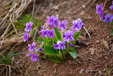 purple field pansy flowers in bloom at daytime thumbnail