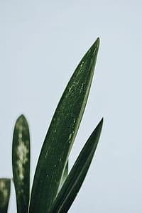 Green Leaf Plant Close-up Photography thumbnail