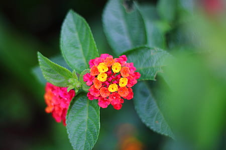 nature, flowers, petals, plant thumbnail