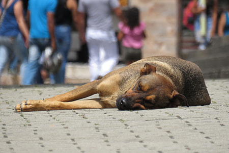 short-coated brown dog in shallow focus shot thumbnail
