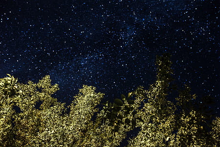 A trees under the starry sky thumbnail