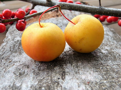 two round yellow fruits thumbnail
