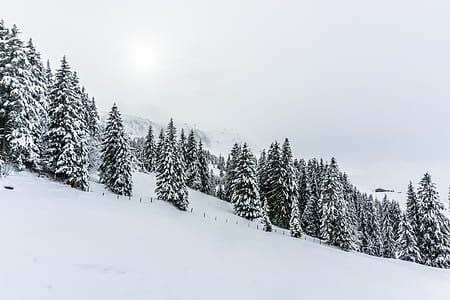 pine trees surrounded by snow thumbnail