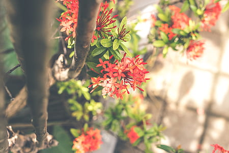 red santan flowers thumbnail