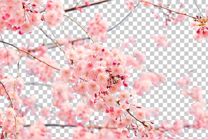 Japan Cherry Blossom 4k Resolution Japanese Cherry Blossom