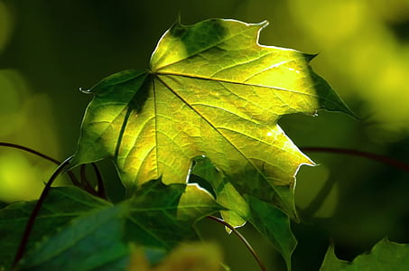 selective focus photo of palmate green leaf thumbnail