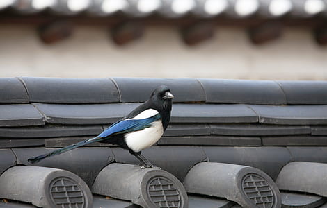 blue, black, and white bird on black roof during daytime thumbnail