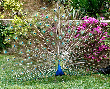 blue and green peacock thumbnail