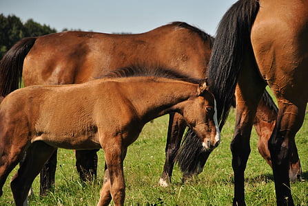 brown horse standing on grass lawn during daytime thumbnail