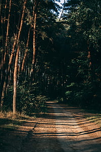 walkway in the middle of forest thumbnail