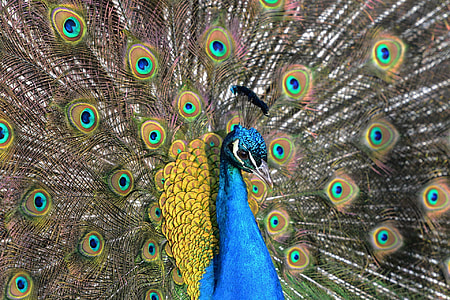 male peafowl thumbnail