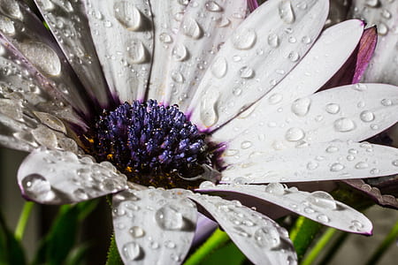 micro photography of white daisy flower with water dew thumbnail