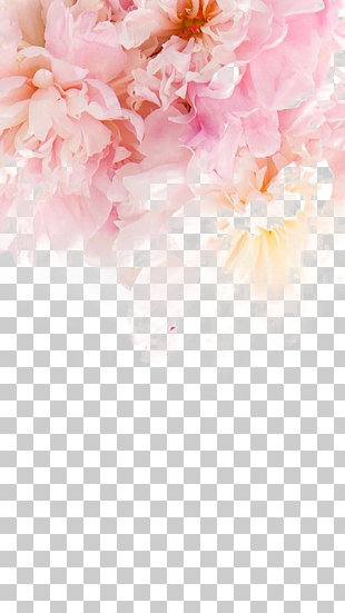 IPhone 6 Plus iPhone 5s Flower , Pink peony, close-up photo of pink flowers PNG clipart