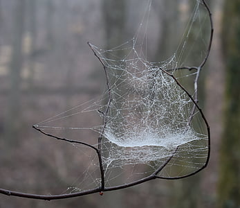 web on branch thumbnail
