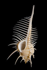 white seashell with spikes thumbnail